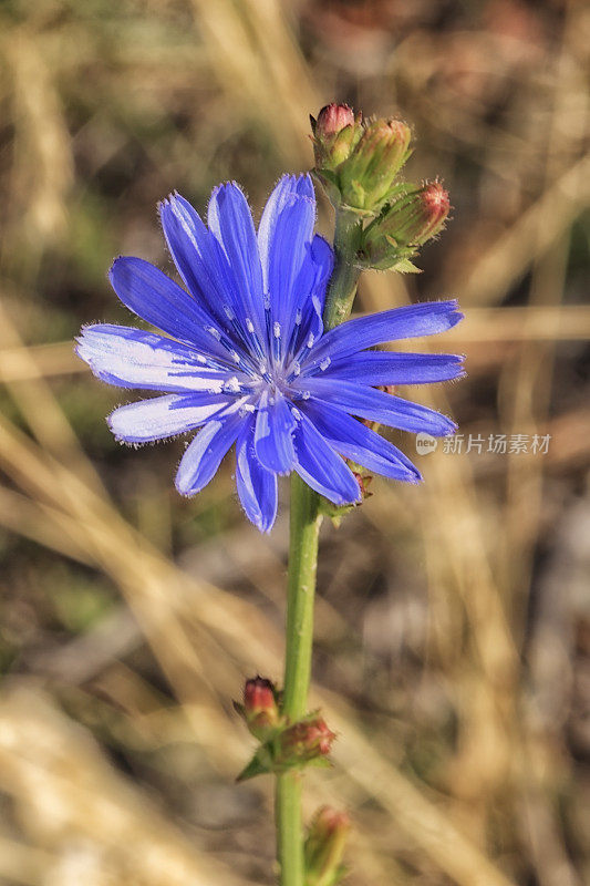 芙蓉(Cichorium intybus)